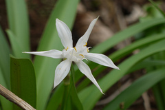 Pancratium triflorum